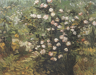 Rosebush in Blossom (nn04)